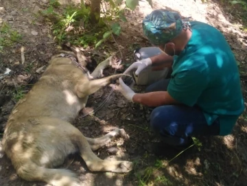 Hakkari’de bir haftada 2 köpeği yılan ısırdı
