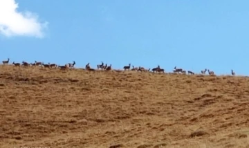 Hakkari’de dağ keçileri sürüsü görüldü
