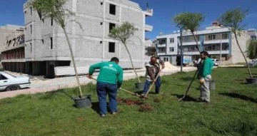 Haliliye’de ağaçlandırma çalışması