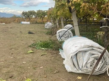 Hasadı biten bağların örtüleri toplanmaya başladı
