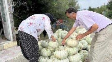 Hasadına 2 ay kala tezgaha indi, lezzetiyle diğer kabaklara fark atıyor