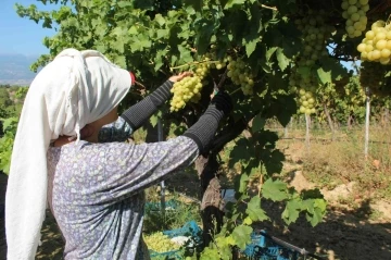 Hasat edilen üzümlerde ilk ihraç tırları yola çıktı
