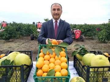 Hatay’da 905 ton ürün bekleniyor: Narenciye hasadına başlandı
