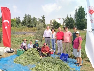 Hatay’da alternatif ürün adaçayı hasadı yapıldı
