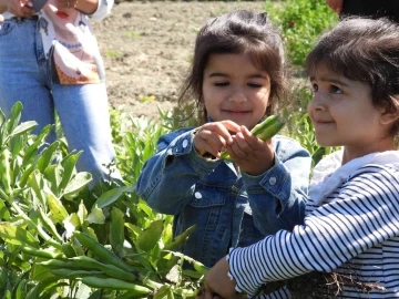 Hatay’da bakla hasadı başladı
