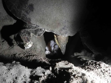 Hatay’da deniz kaplumbağaları yumurtalarını bırakıyor
