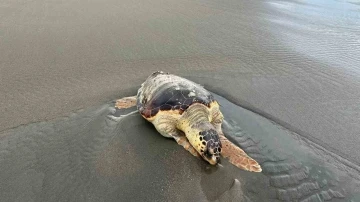 Hatay’da ölü caretta caretta sahile vurdu
