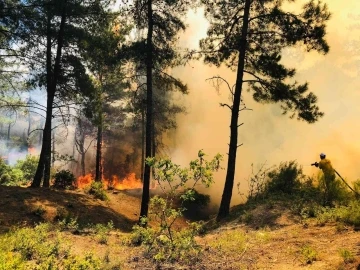 Hatay’da orman yangını
