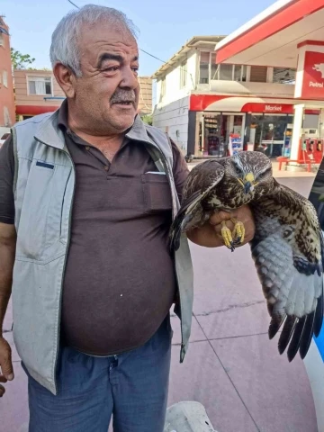 Hatay’da yaralı halde bulunan şahin tedavi edildi
