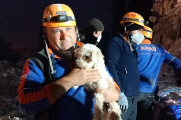 Hatay’da 25 gün sonra bir köpek enkaz altından sağ kurtarıldı