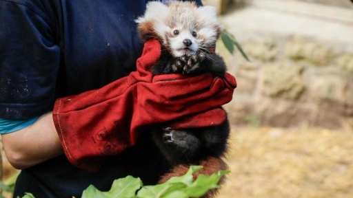 Havai fişek sesinden korkan kırmızı panda yavrusu öldü