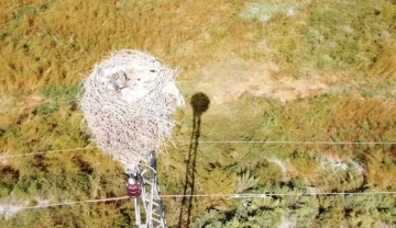 Havaların soğuması ile göçe başlayan leyleklerin yuvası boş kaldı
