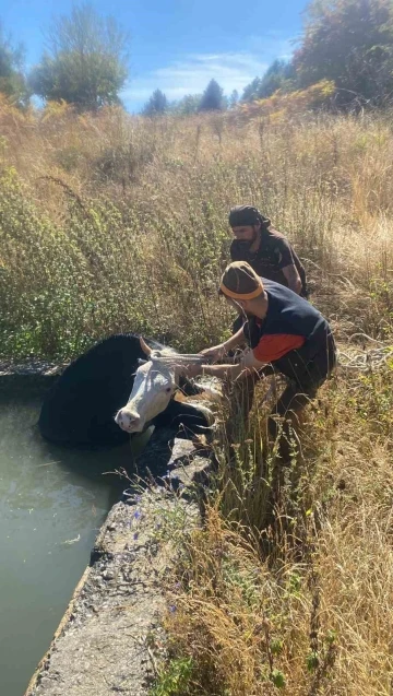 Havuza düşen ineğin yardımına orman işçileri koştu
