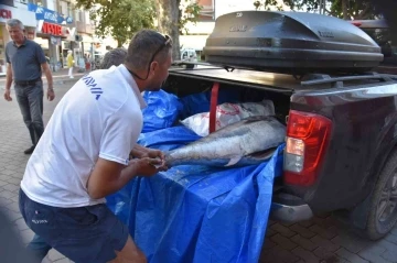 Hayali olan 100 kiloluk orkinosu Ege’de yakaladı
