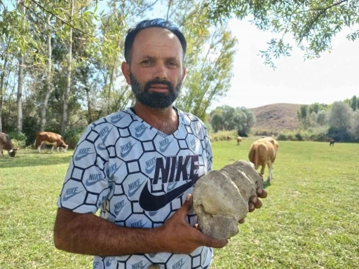 Hayvan otlatırken fosil buldu
