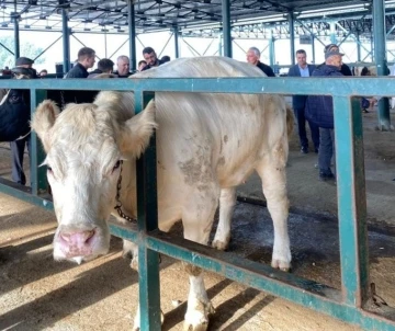 Hayvan pazarında uygun fiyat yoğunluğu
