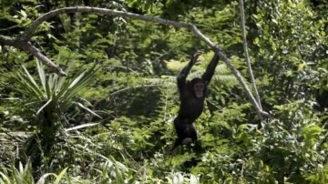 Hayvanat bahçesinden kaçan 4 şempanzeye ötenazi uygulandı