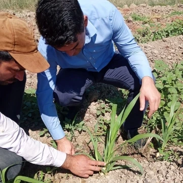 Hayvancılığın kurtuluşu olarak görülen ‘Maralfalfa’ Elbistan’da ilk kez ekildi
