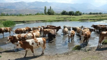 Hayvancılık destekleme için başvuru tarihleri açıklandı
