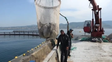 Hayvansal ürün ihracatından milyonlarca döviz geliri
