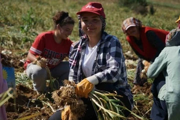 Her gün 200 kilometre yol kat edip sarımsak tarlasında çalışıyorlar
