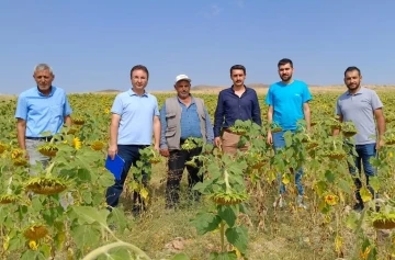 Hibe destekli tohum dağıtımı yapılan arazilerde inceleme yapıldı
