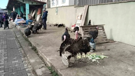 Hindi eti, demir ve protein açısından zengin
