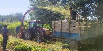 Hisarcık’ta 5 bin 650 ton silajlık mısır üretildi
