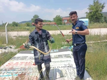 Hobi bahçesinde yakalanan 2 metrelik yılan doğaya salındı

