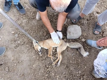 Iğdır’da bulunan felçli tilki tedavi altına alındı
