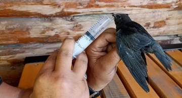 Iğdır’da sıcak havadan etkilenen ebabil kuşu tedavi altına alındı

