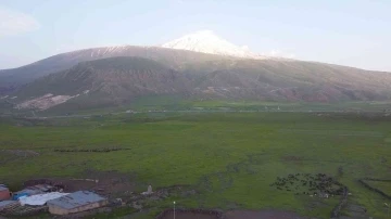 Iğdır’da yeşeren meralar koyun sürüleriyle şenlendi
