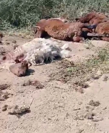 Iğdır’da yol kenarında küçükbaş hayvan ölüleri bulundu
