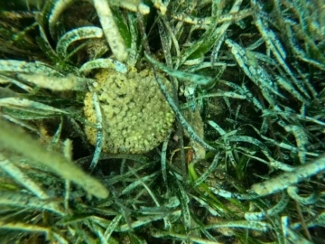 Ildır Körfezi’nde endemik taş mercan türü görüldü
