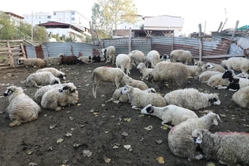 İlkadım’da zabıtadan ahırlara denetim
