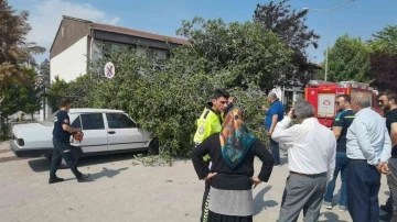 İncir ağacı araçların ve vatandaşların üzerine devrildi: 1 yaralı
