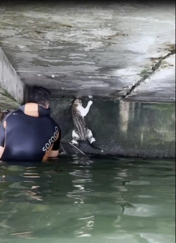 İskelenin altında mahsur kalan kedi için itfaiye erleri seferber oldu
