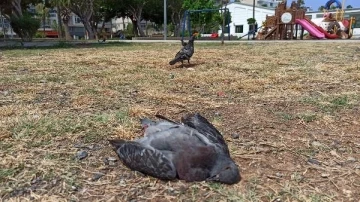 İskenderun sahilindeki güvercinlerin ölümü tedirgin etti