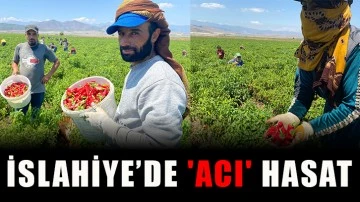  İslahiye’de 'acı' hasat