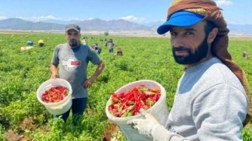 İslahiye&rsquo;de 'acı' hasat