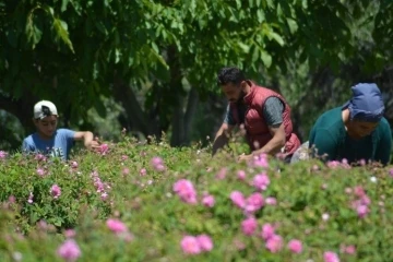 Isparta’da gül çiçeği taban fiyatı 22 lira olarak açıklandı
