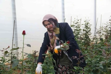 Isparta’da kesme gül seraları gelişiyor
