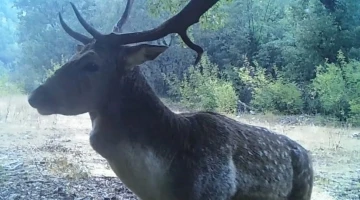 Isparta’da ormanlık alandaki alageyikler fotokapana yansıdı
