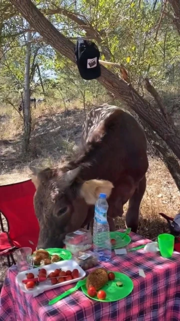 Isparta’da piknik yapan genç kızlara inek sürprizi
