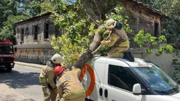 İstanbul Kadıköy’de ağaç seyir halindeki aracın üzerine devrildi