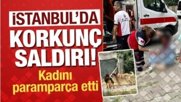 İstanbul'da korkunç köpek saldırısı! Kanlar içinde kalan kadın ağır yaralı