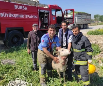 İtfaiye ekipleri rögara düşen küçükbaş hayvan için seferber oldu
