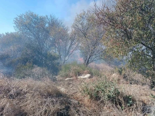 İtfaiyeciden yangının içinde kalan kaplumbağaya can suyu
