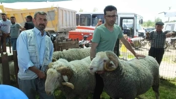 İvrindi’de 170 kiloluk koçlar ilgi odağı oldu
