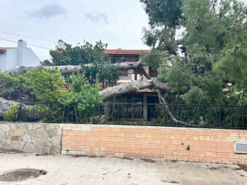 İzmir Çeşme’de dev ağaç evin bahçesine devrildi
